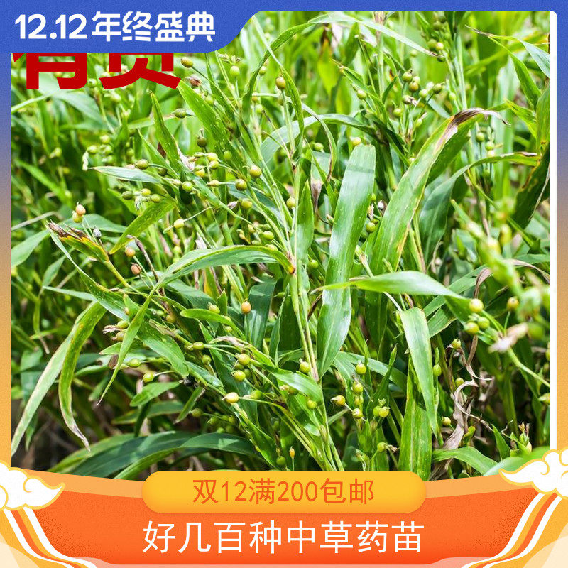 来尿珍珠佛珠串珠水沟草薏仁药根吊兰野薏苡绿植物室内盆栽草药苗