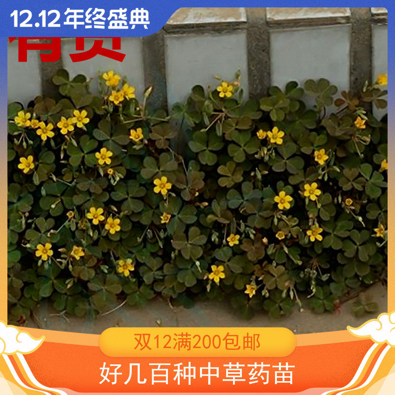 酢浆草酸浆草酸酸草斑鸠酸三叶酸酸咪咪钩钩草中草药材种植绿化苗