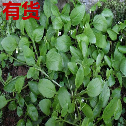地白草白地黄瓜草地白菜野白菜黄瓜菜雪里青抽脓白天罗白四季药苗