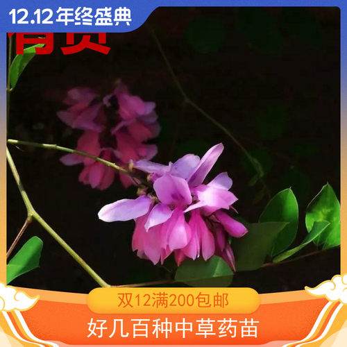 花木蓝 吉氏木蓝 山绿豆 山扫帚 山花子白秔子梢 朝鲜庭藤 草药苗