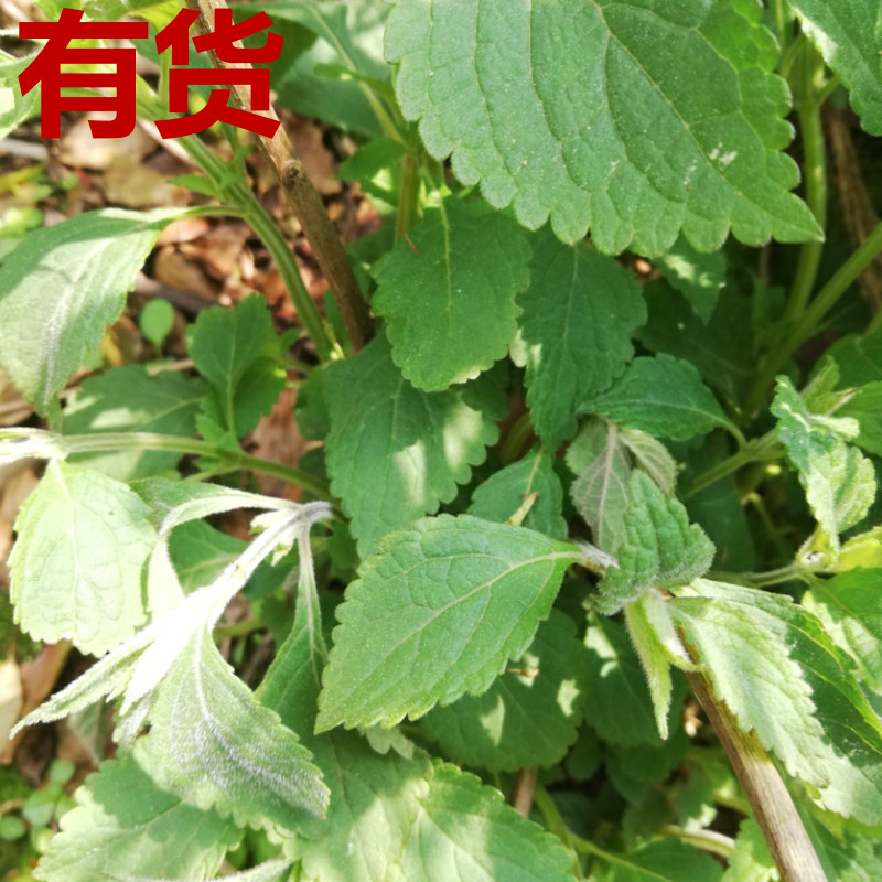 香茶菜  山羊面 铁钉头 疙瘩草 土黄连多年生地下长块茎中草药苗