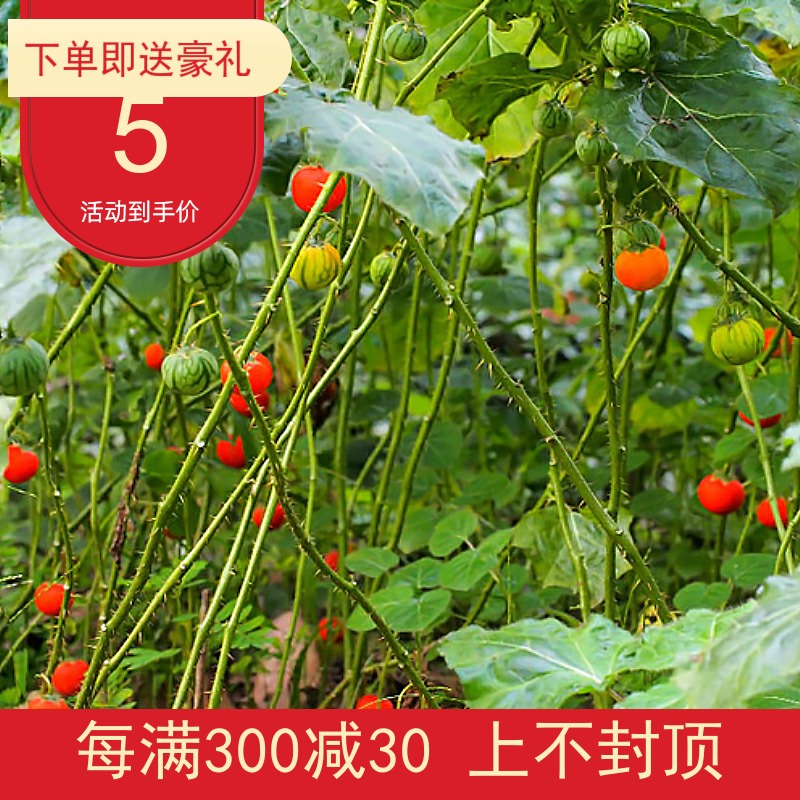 丁茄癫茄野番茄钮茄根山马铃刺丁茄番鬼茄中草药植物盆栽四季种苗