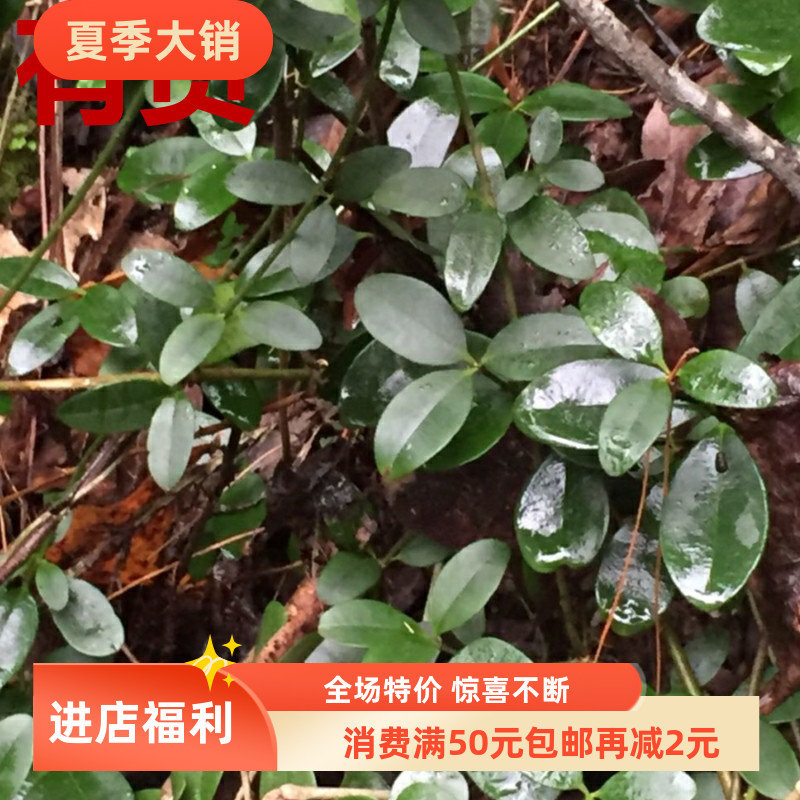 瓜子藤链珠藤阿利藤满山香鸡骨香过山香阳台室内盆栽中药材草药苗