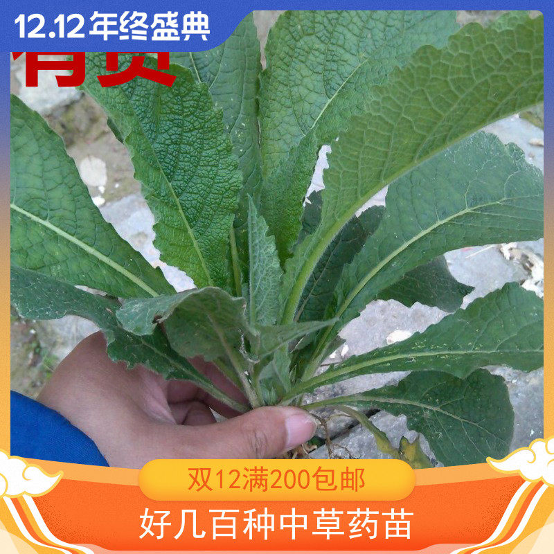 天名精 虾蟆蓝天芜菁天门精玉门精蟾蜍兰鹿活草杜牛膝浙药草药苗