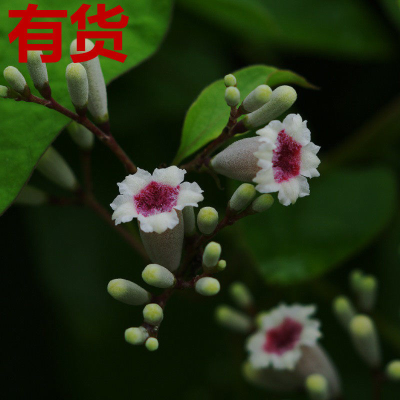 鸡屎藤 斑鸠饭 女青 主藤 却节阳台庭院盆栽中草药种植苗