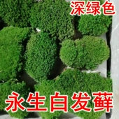 永生白发藓大灰藓苔藓墙青苔室内景观软装 造景工程装 饰仿真diy