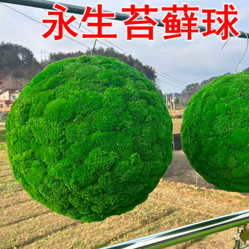 永生苔藓球白发藓花艺室内造景