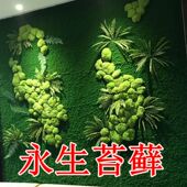 永生苔藓墙植物墙白发藓大灰藓绿色免养护室内软装 造景装 饰铺面