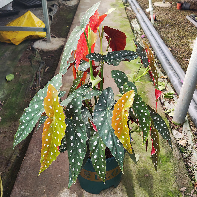 好养开花鳟鱼秋海棠耐阴室内