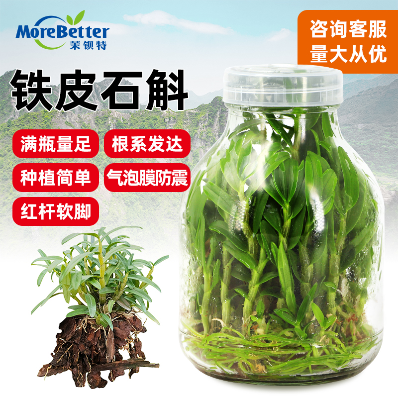 铁皮石斛组培瓶苗红杆软脚抗寒抗旱浙江品种石斛幼苗优质种苗足月