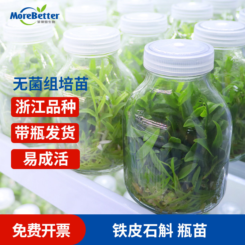 铁皮石斛组培苗瓶苗铁皮枫斗苗红杆软脚正品浙江品种种苗盆栽