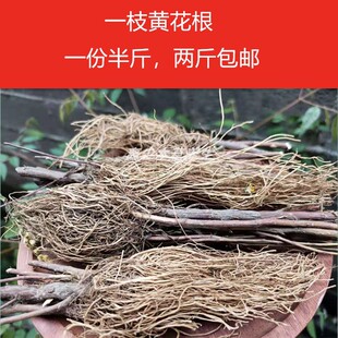 中草药材野生一枝黄花根 一支黄花干品百根草蛇头王 老虎尿250克