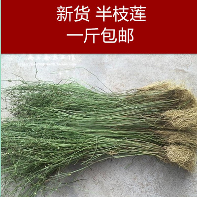 中药材半枝莲白花蛇舌草1斤包邮
