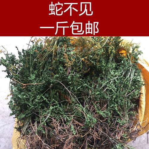 中药材小春花 阴地蕨 蛇不见一朵云 独脚金鸡包邮500克