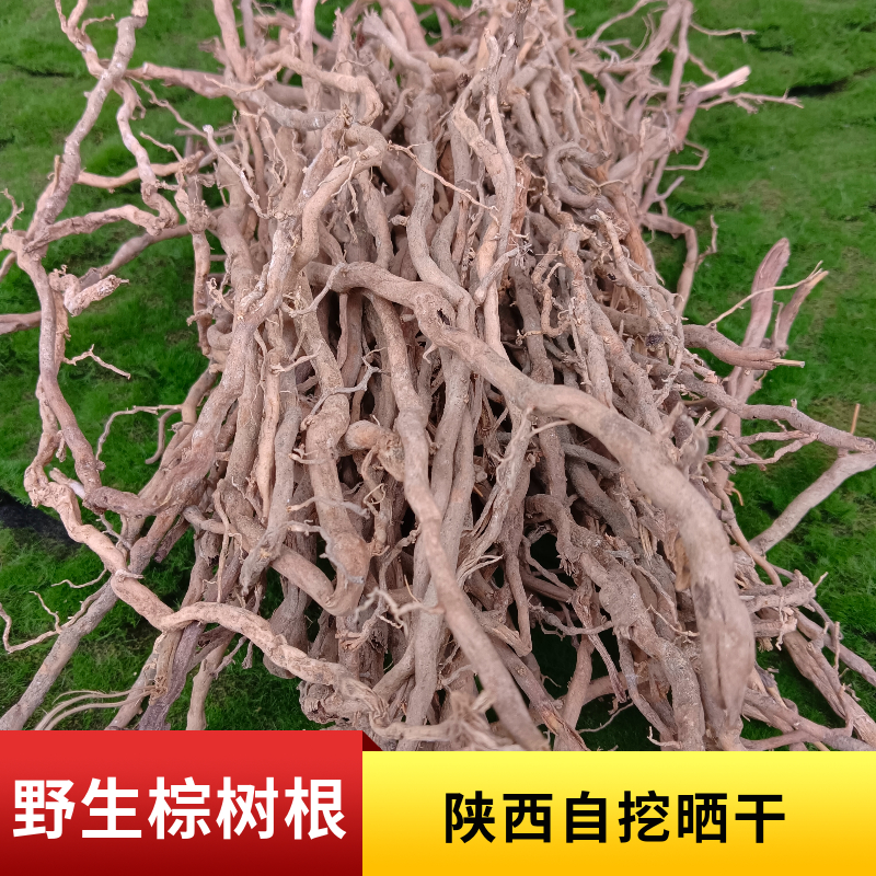 新货棕树根陕西晒干棕树根根