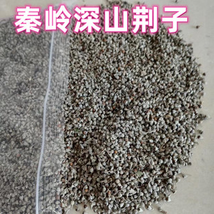 陕西秦岭深山荆子新货黄荆子小荆实自晒干荆子农家自产500g包邮