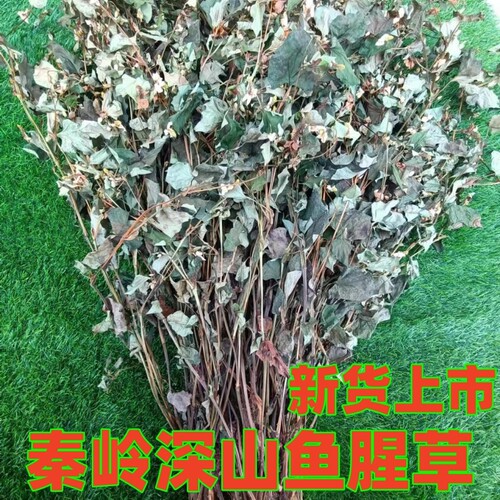 秦岭深山鱼腥草干鱼腥草茶新鲜鱼腥草叶带根折耳根茶凉茶500g包邮