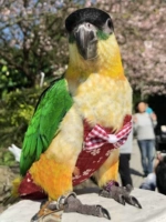 Весь хлопок может очистить новую пятигенерационную попугайную мочу без влажных брюк -брюк, дерьмовые карманы, карманы кожаной одежды Сюанфенга Тигра, чтобы выйти на улицу