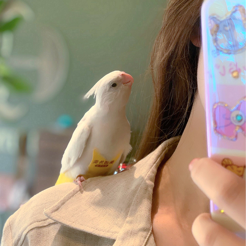 2024年新款鹦鹉屎兜鸟衣服鹦鹉兜屎小鸟衣宠物鸟用尿不湿牡丹鹦鹉