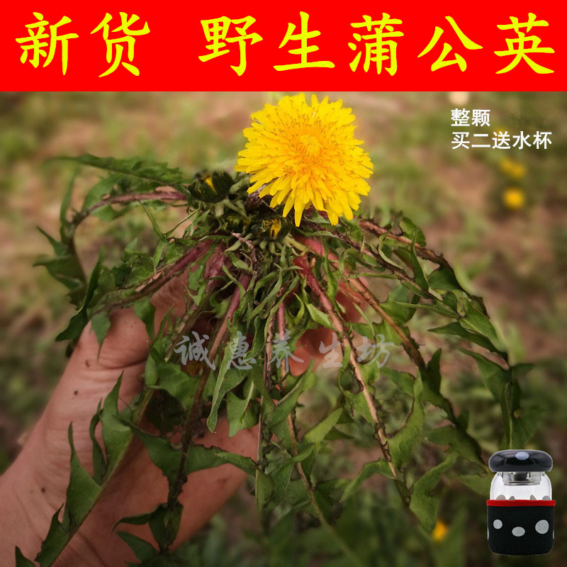新产野生蒲公英婆婆丁带根全草中药材阴干色绿泡茶水喝味正500克