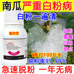 南瓜白粉病专用药南瓜白粉病杀菌剂瓜果蔬菜白粉病专治几丁聚糖