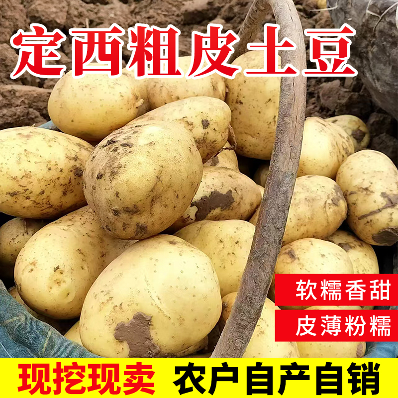 25年新货定西土豆新鲜黄土豆种子非转因马铃薯尕洋芋5斤包邮蔬菜