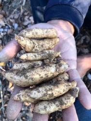 湖北宜昌高山乌红杂交0代天麻种子，天麻蜜环菌种植技术种苗包邮