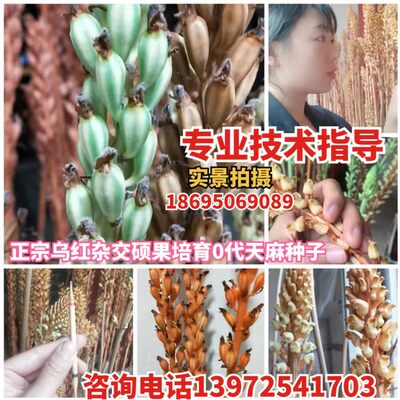 天麻蒴果乌红杂交萌发种植套餐