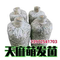優(yōu)質(zhì)萌發(fā)菌拌花粉蒴果培育天麻0代種/天麻菌種/0代天麻種培育專(zhuān)用