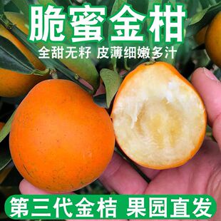 广西融安脆蜜金柑第三代应当季水果金桔鲜果金橘纯甜脆5皮金桔
