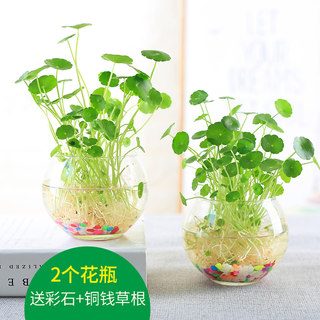 新品简约透明玻璃花瓶水培铜钱草花盆水养绿萝植物风信子插花瓶小