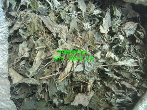 纯叶子冬凌草 王屋山野生冬凌草自家采摘 假一罚十 1斤包邮