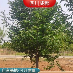 风景树树种日本樱花嫁接南北方种植四季落叶别墅绿化苗木海棠花