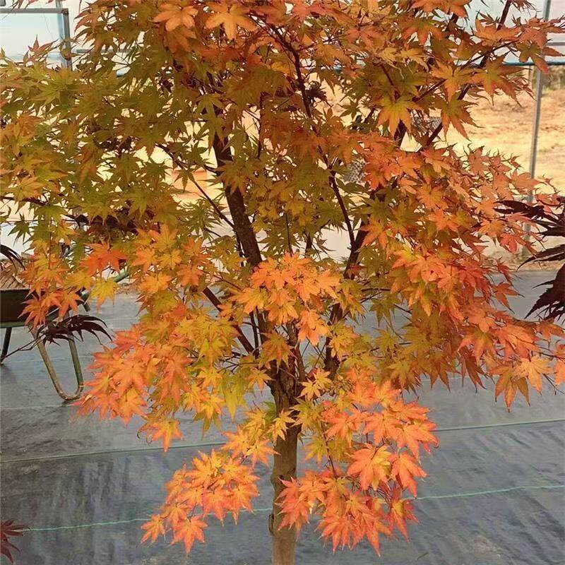 赤枫树苗红舞姬庭院园林耐寒好养风景行道树工程绿化苗木