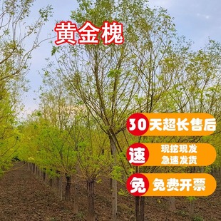 黄金槐黄花槐大树红花槐树道路绿化公园绿化工程树苗耐寒耐旱