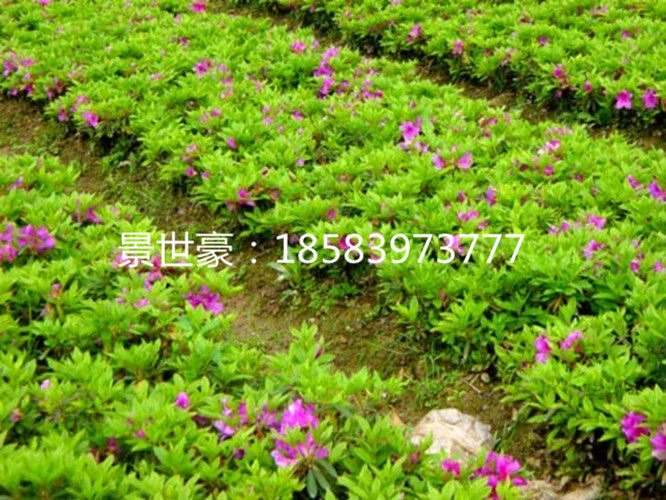 毛杜鹃春鹃花期长室内庭院种植绿化苗木盆栽杜鹃树苗杜鹃小苗春鹃