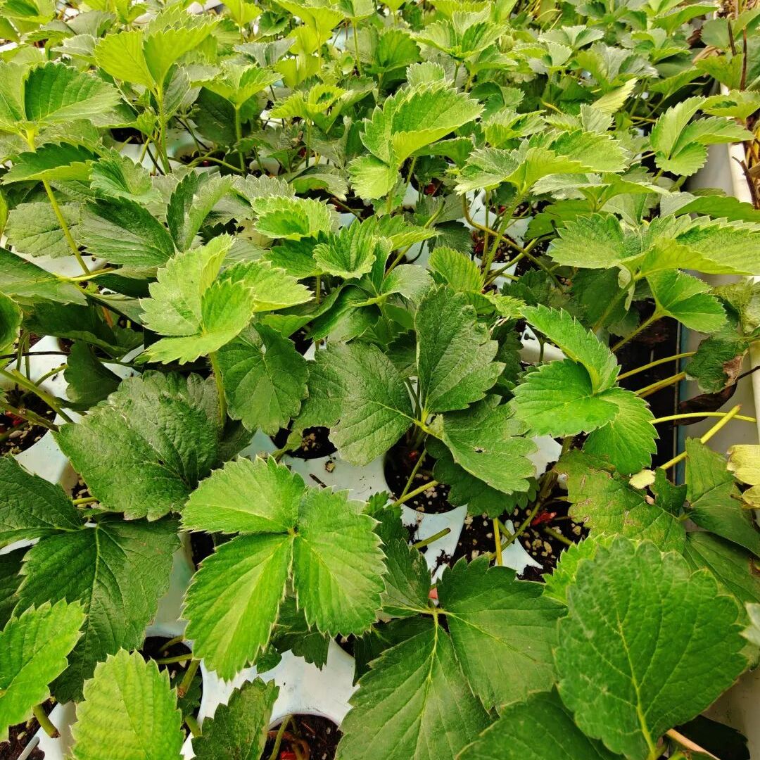 草莓苗四季高产阳台盆栽种植易活