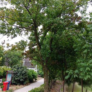 工程绿化苗木重阳木树苗秋枫苗庭院小区公园行道树观赏树基地直发