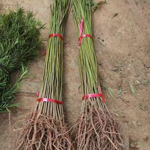 臭椿树苗大树园林绿化工程苗基地现挖园林绿化工程苗工程专用四季