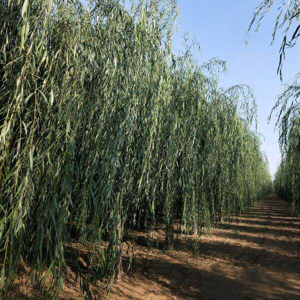 柳树树苗四季种植园林绿化景观风景行道树四季常绿工程绿化苗木