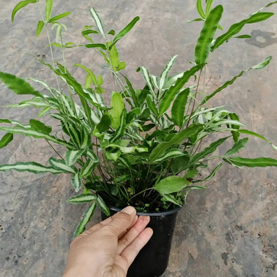 银线蕨盆栽绿植花卉观叶阳台空气