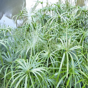 水菖蒲水竹旱伞草金叶苔草蓝羊茅草冷水花糖蜜草室内室外水培植物