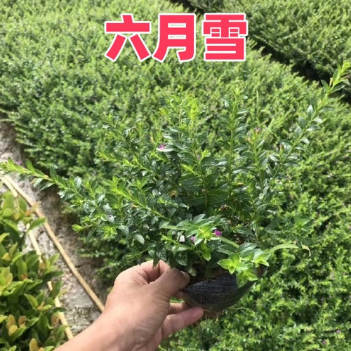 金边六月雪苗盆栽工程绿植