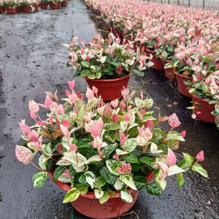 花叶络石盆栽苗绿植四季常青好养耐寒耐热室内室外庭院绿化工程