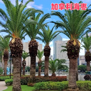 加拿利海枣树苗中东海枣树庭院棕榈树长叶刺葵风景树绿化行道树