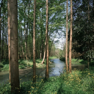 桤木树苗大树别墅庭院装饰行道树绿化工程乔木四季好养易活成都发