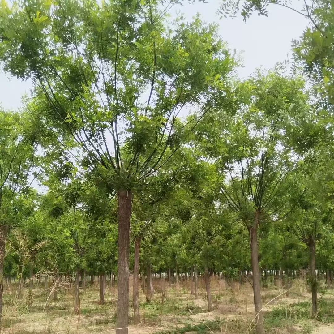 红花槐乔木室外庭院园林行道路绿化工程苗四季易活耐寒好养植物