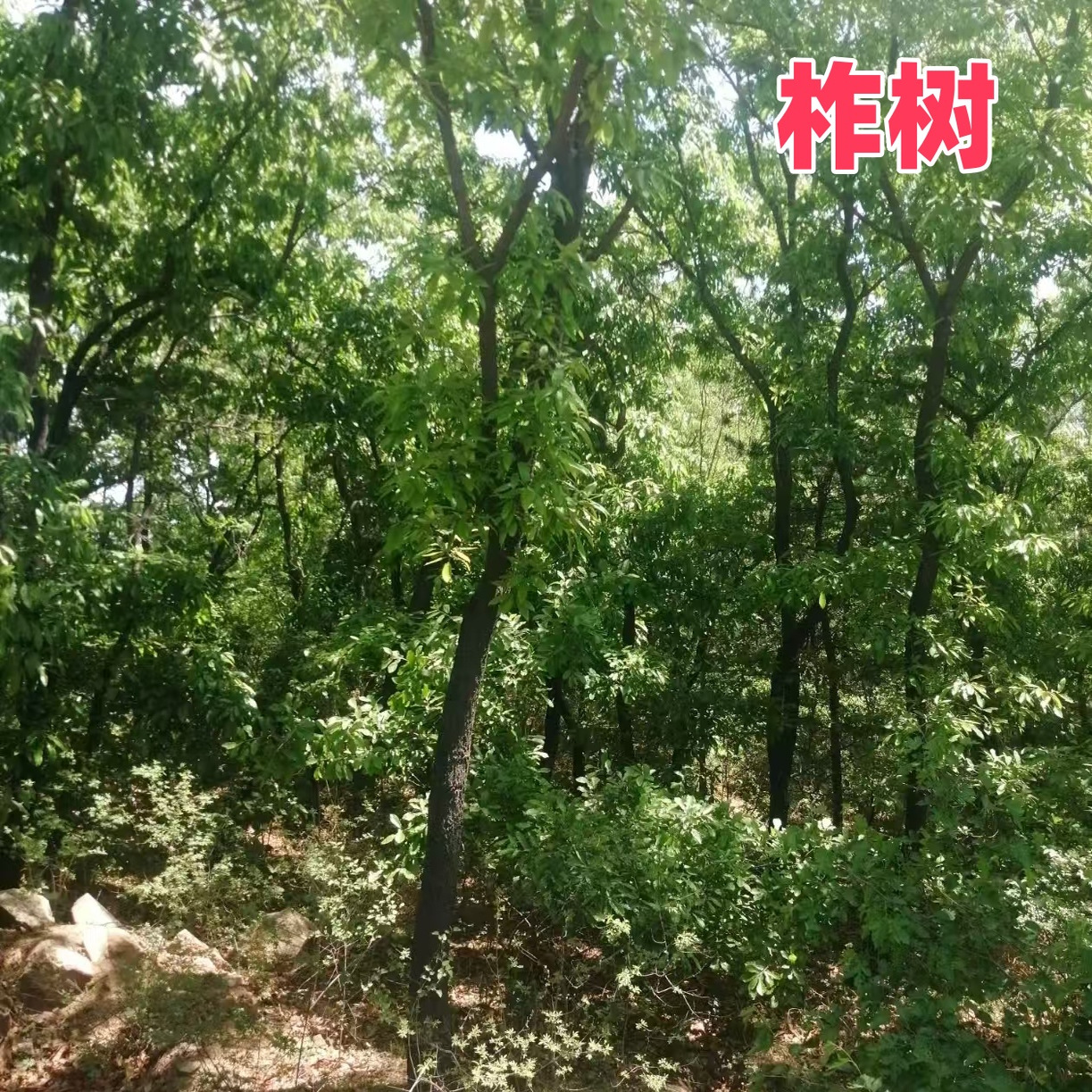 榆树苗大树盆栽庭院景观