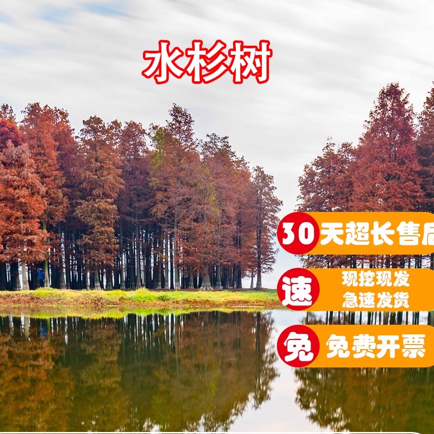 速生水杉落羽杉庭院道路