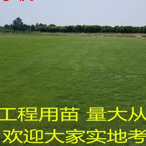 成都带泥草坪马尼拉草四季青不修剪绿化草皮护坡草籽狗牙根台湾草